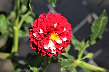 Green flower flora