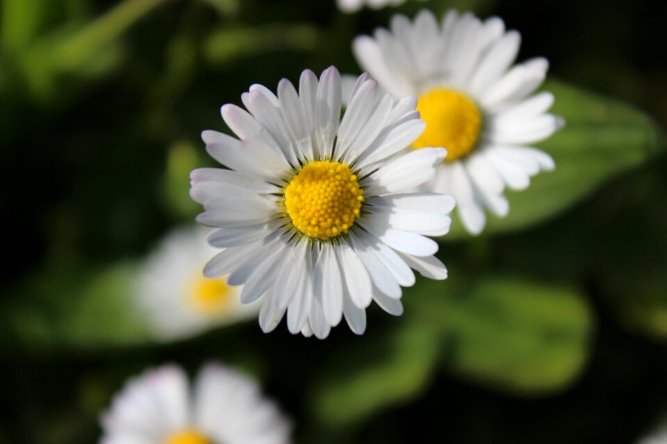 Flowers daisies nature