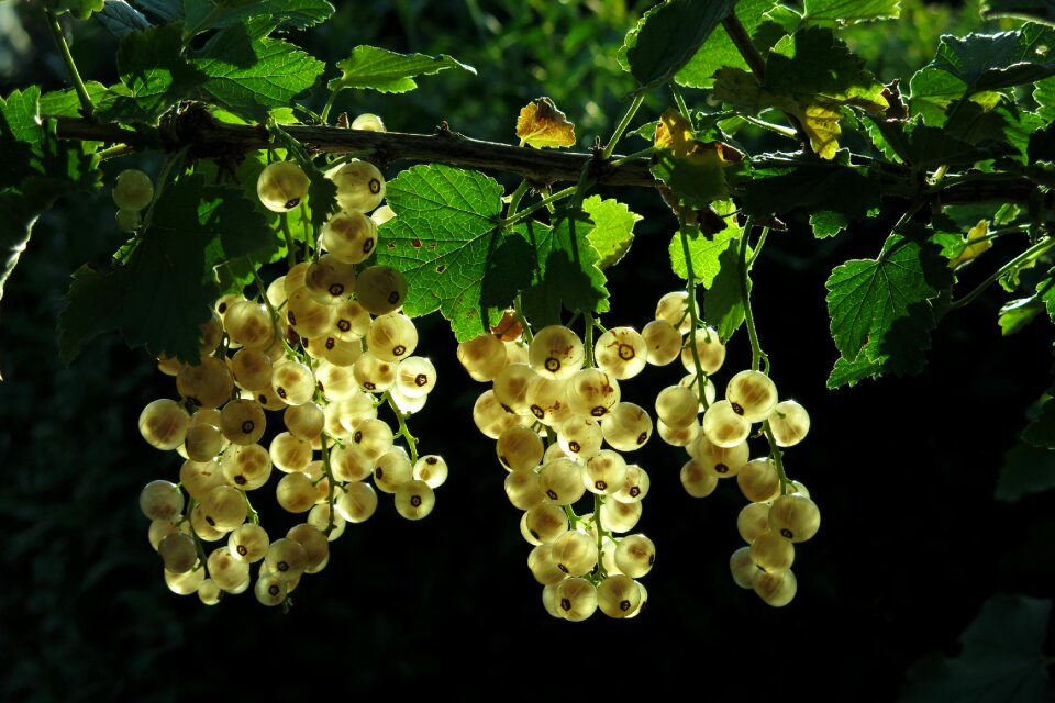 Currants garden currant close up