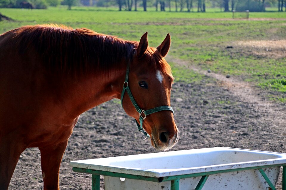 Horse feast Free photos