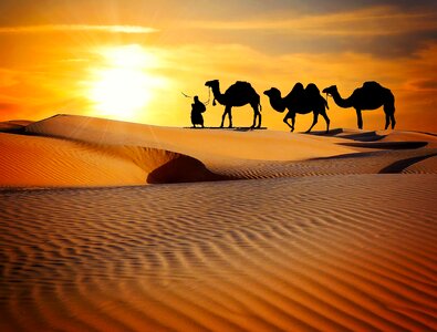 Dune camels ride photo