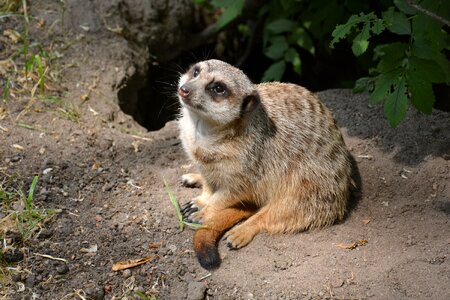 Zoological garden meerkats rodent