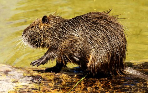 Splashing animal world animal