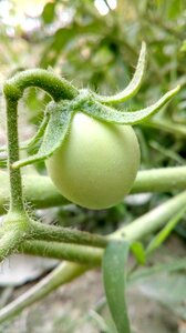 Nature vegetables green vegetables