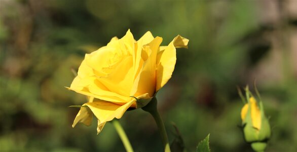 Bloom flowers blossom