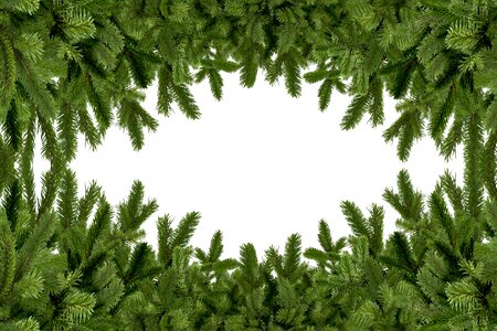 Fir tree frame branches