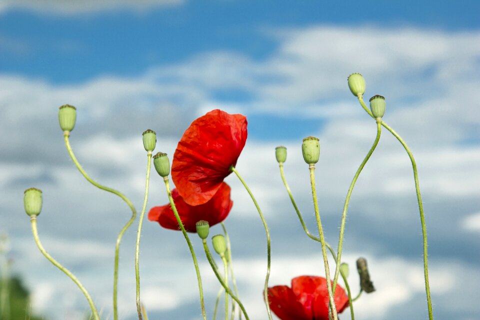 Flower field nature
