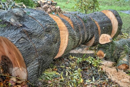 Wood tribe conservation