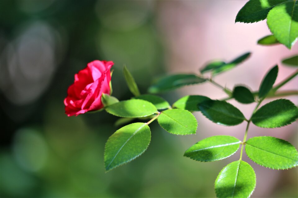 Green plant bloom