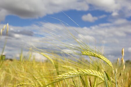 Harvest nature agriculture