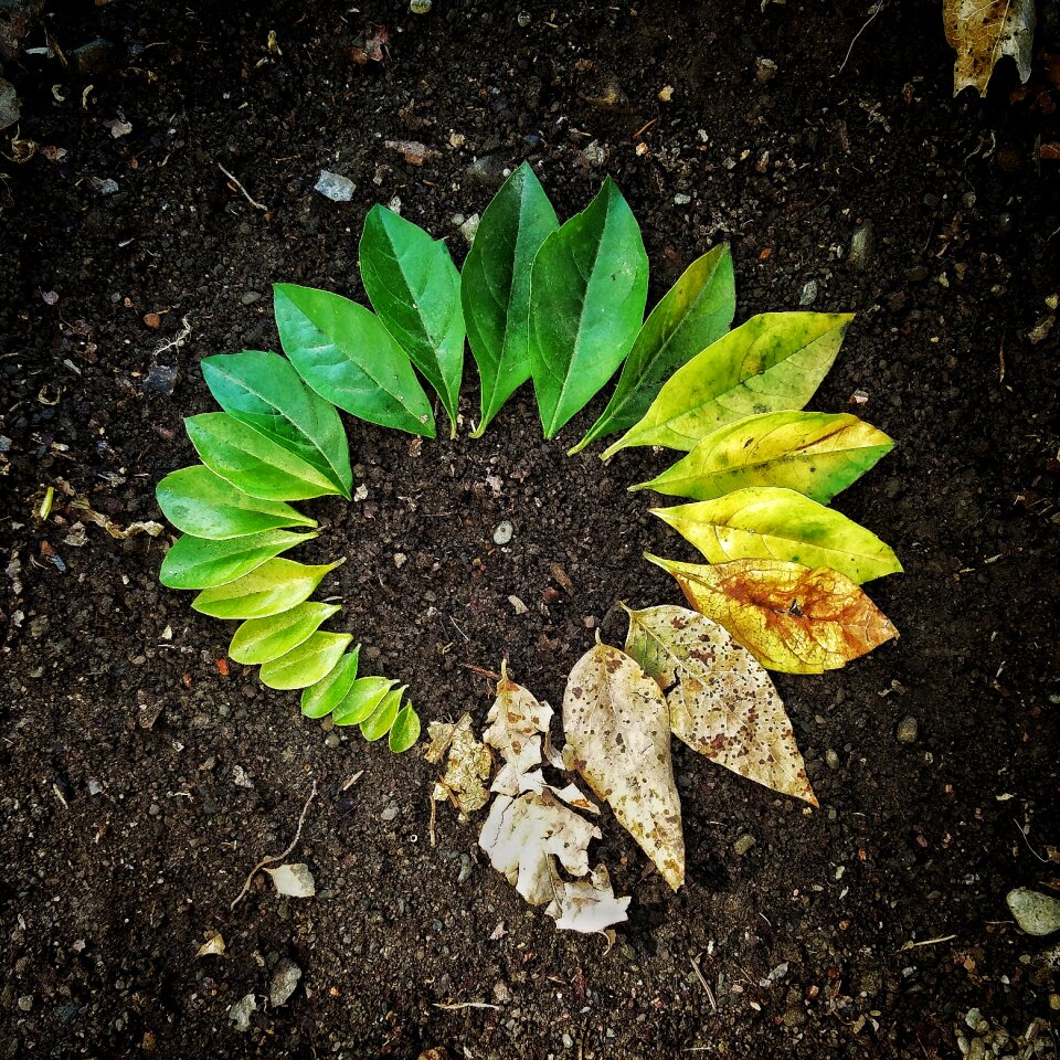 Garden nature plant