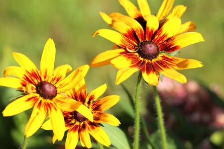 Colorful bloom yellow