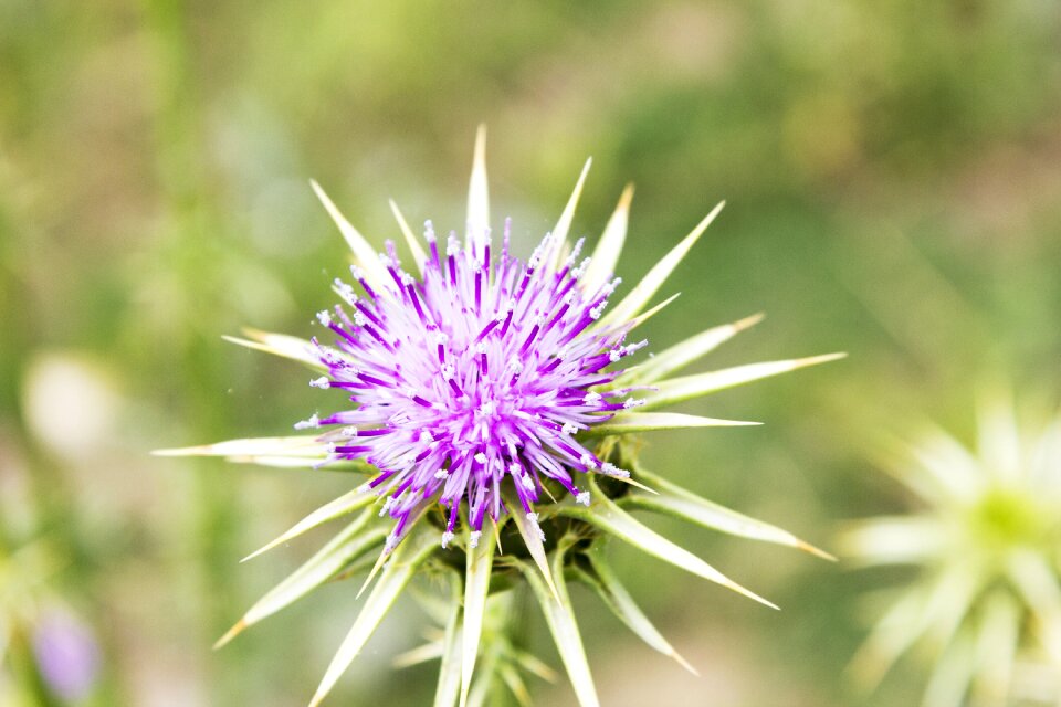 Beauty plant wildlife flower