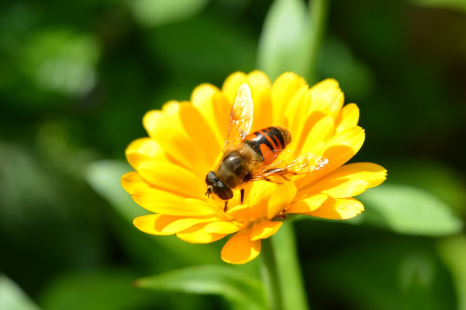 Bloom close up green bee