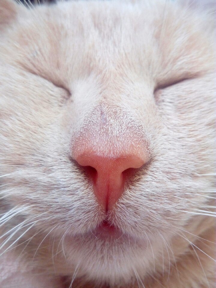 Animal kitten lion