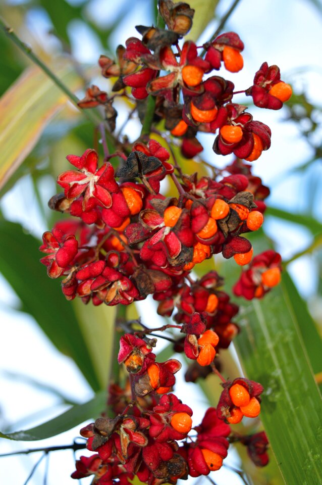 Seeds plant autumn