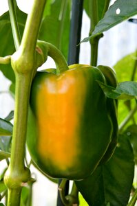 Paprika green yellow