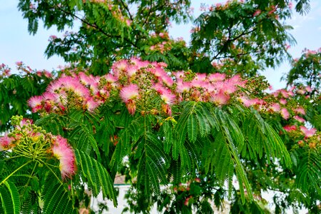 Silk tree silk tree flower blossom