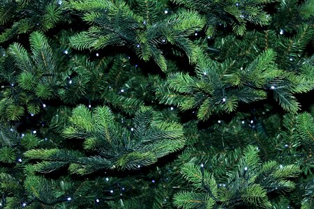 Pine green needles