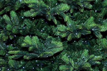 Pine green needles photo