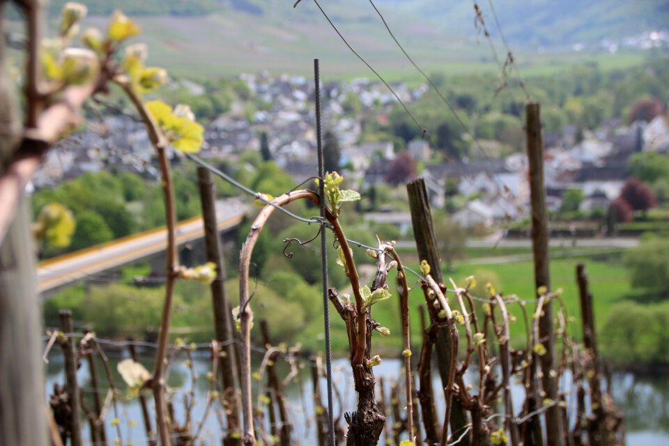 Spring shoots mosel
