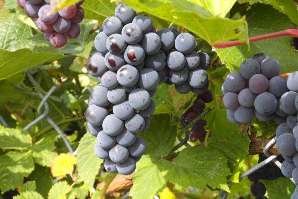 Fruit vines dark