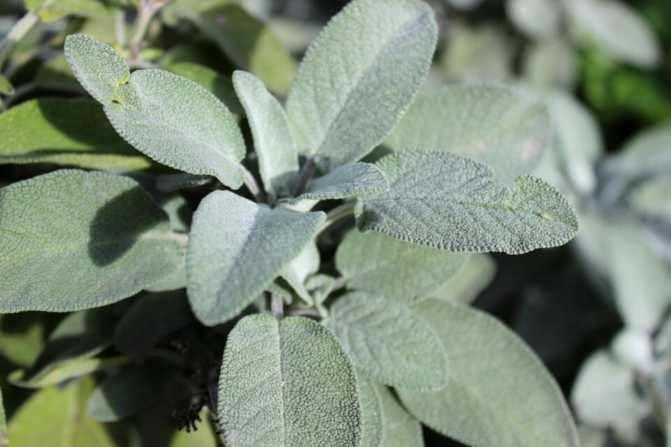 Spice tea healthy taste