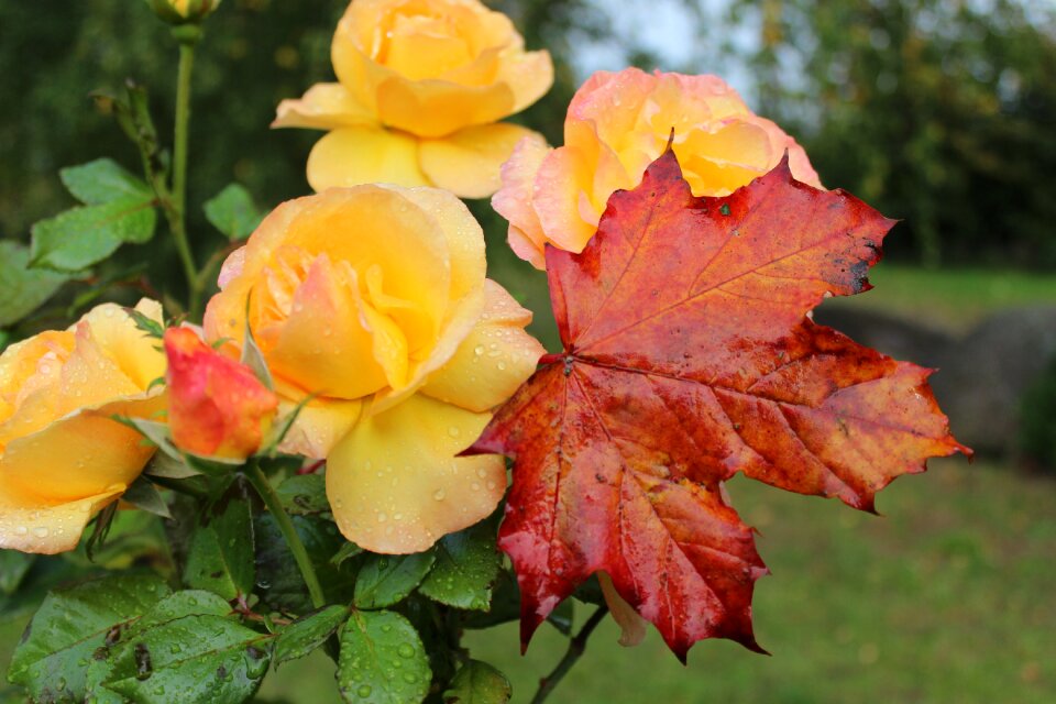 Amber queen october fragrance