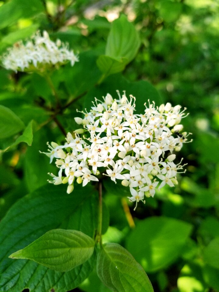 Shrub white bloom