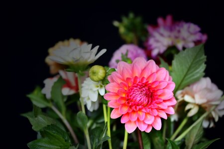 Bloom plant dahlia garden