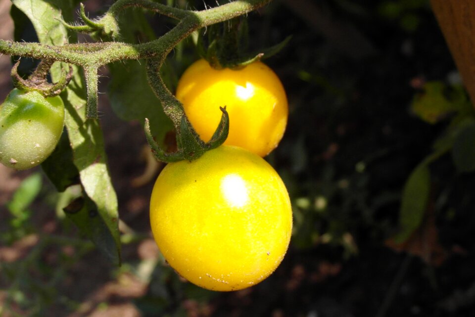 Cocktail garden yellow