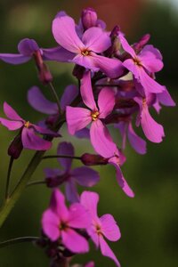 Purple blossom bloom