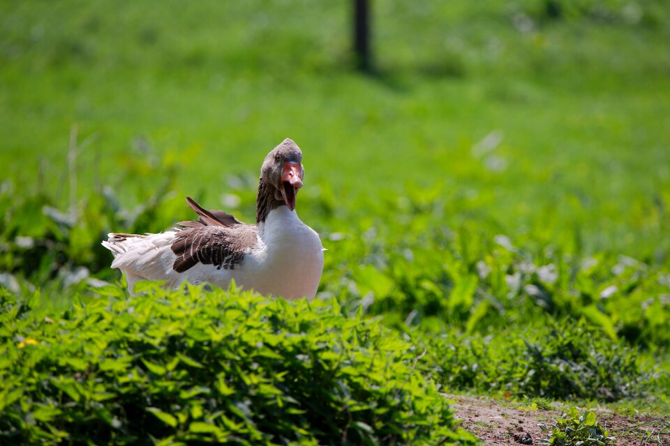 Animal summer field