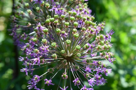 Flower plant colors
