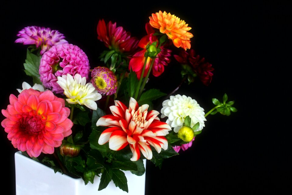 Garden autumn flower blossom
