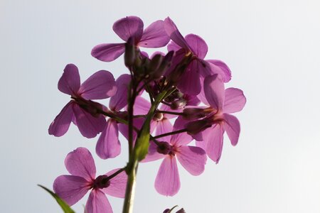 Bloom flower violet flower