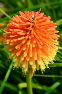 Flower plants summer