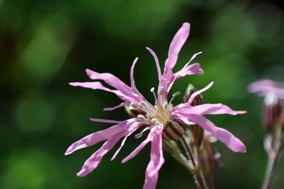 Pink flower blossom