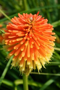 Flower plants summer