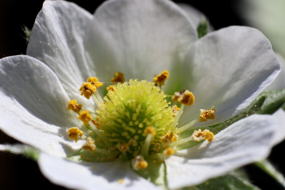 White blossom flower spring