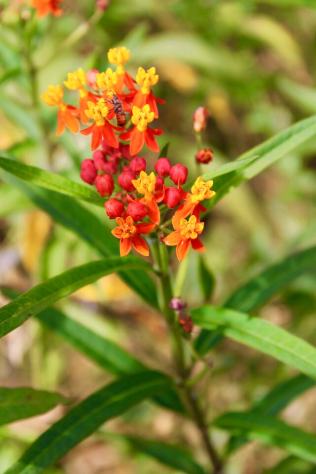 Flower plants summer photo