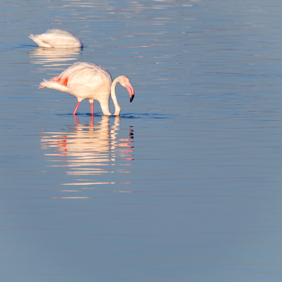 Pink water animals