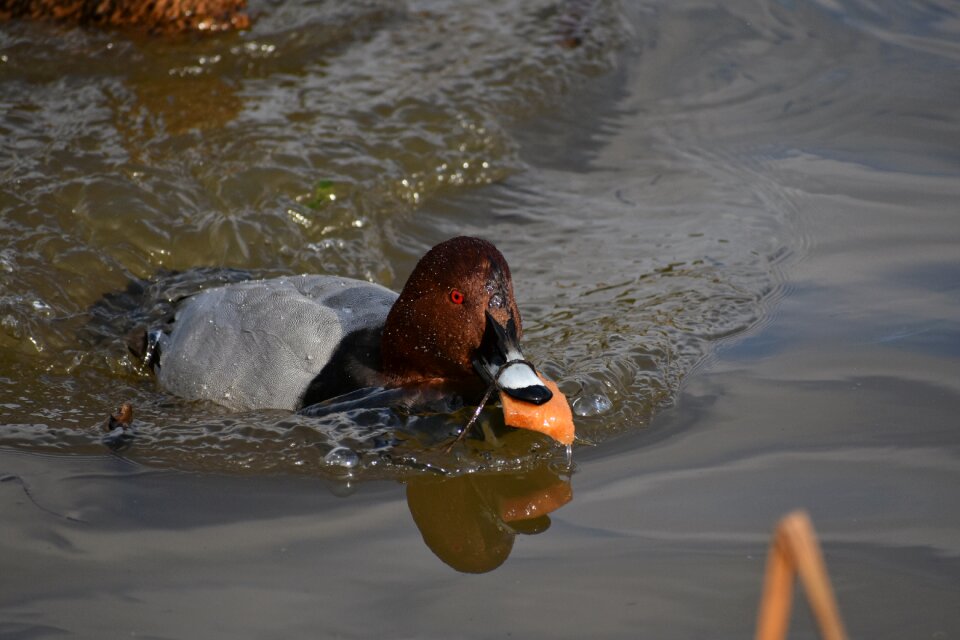 Bird wild birds waterfowl