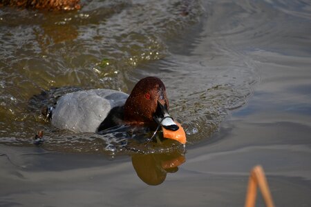 Bird wild birds waterfowl