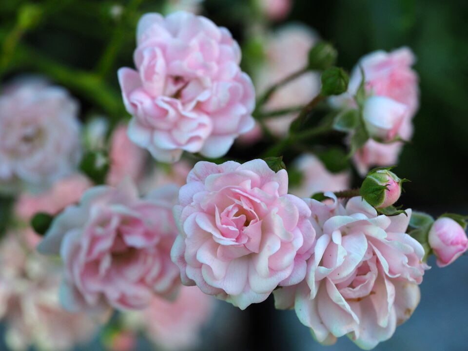 Flower romantic pink