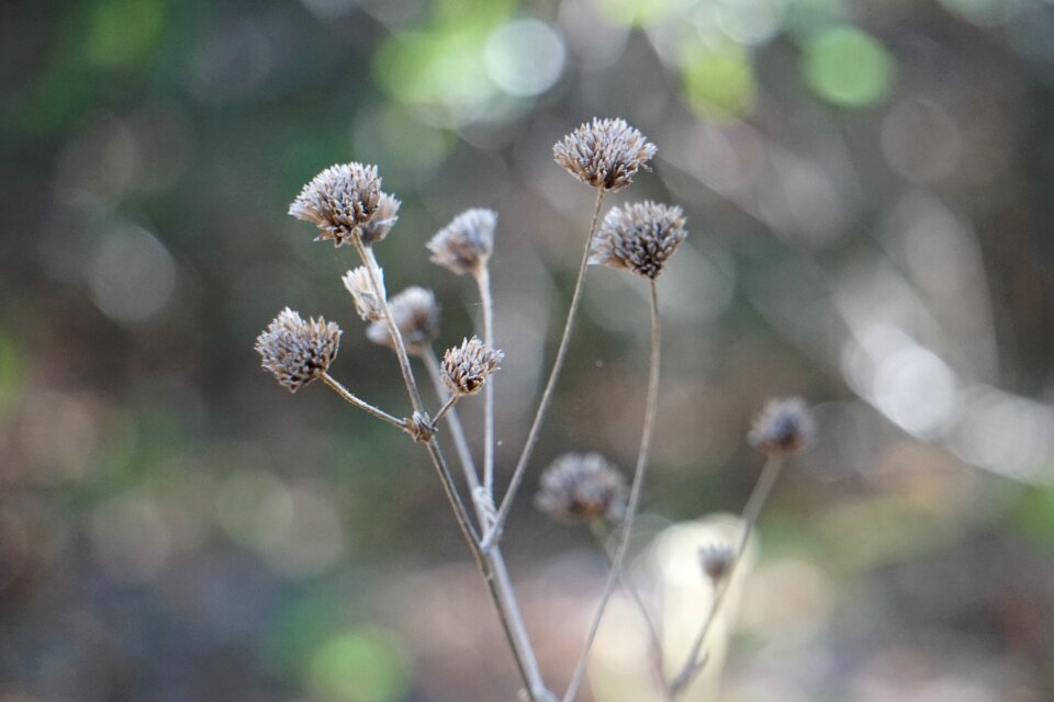 Fall forest dried flowers