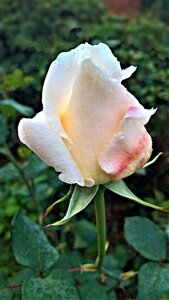 Rosebush garden knospig