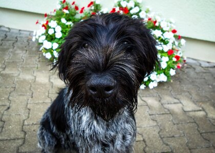 Hunting dog young dog puppy