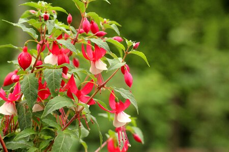 Flowerpots decoration flowering photo