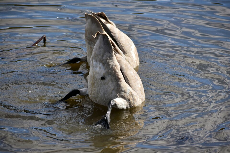 Bird wild birds waterfowl